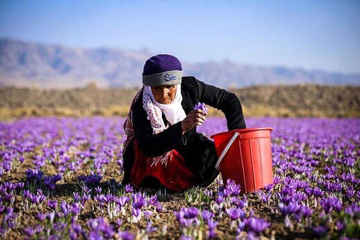 قیمت عجیب زعفران؛ حداقل کیلویی 106 میلیون!
