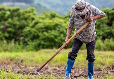 ثبتنام وام ۲۰۰ میلیونی کشاورزان آغاز شد