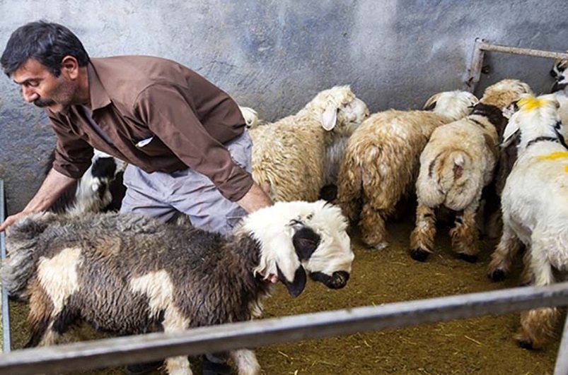 قیمت دام زنده امروز 13 تیر/ گوسفند زنده در تهران چند؟