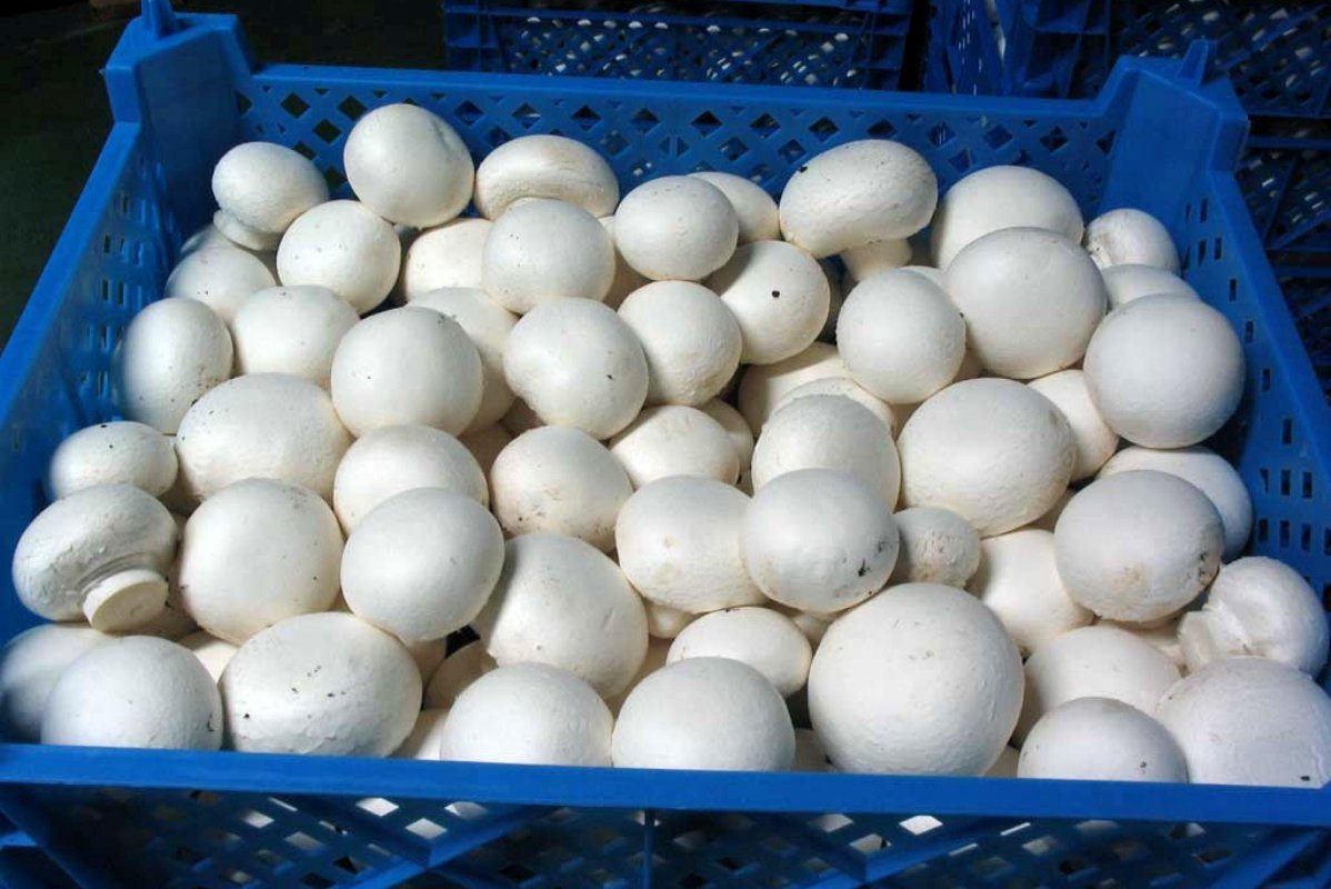 قیمت قارچ کیلویی فله و بسته بندی امروز ۲۱ تیر 