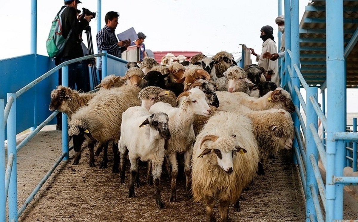 ریزش قیمت گوشت کلید خورد