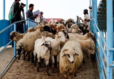 قیمت دام زنده ۵ تیر / گوسفند در تهران گرانتر از شهرهای دیگر