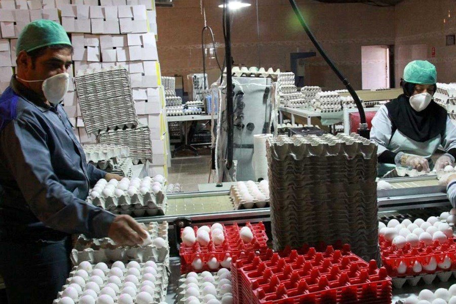 قیمت تخم‌مرغ ۱۰۵ هزار تومان شد! 