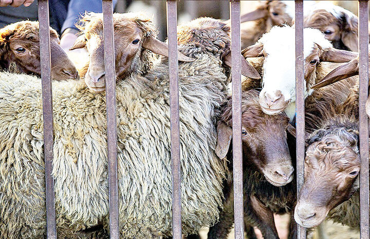 قیمت جدید دام زنده اعلام شد