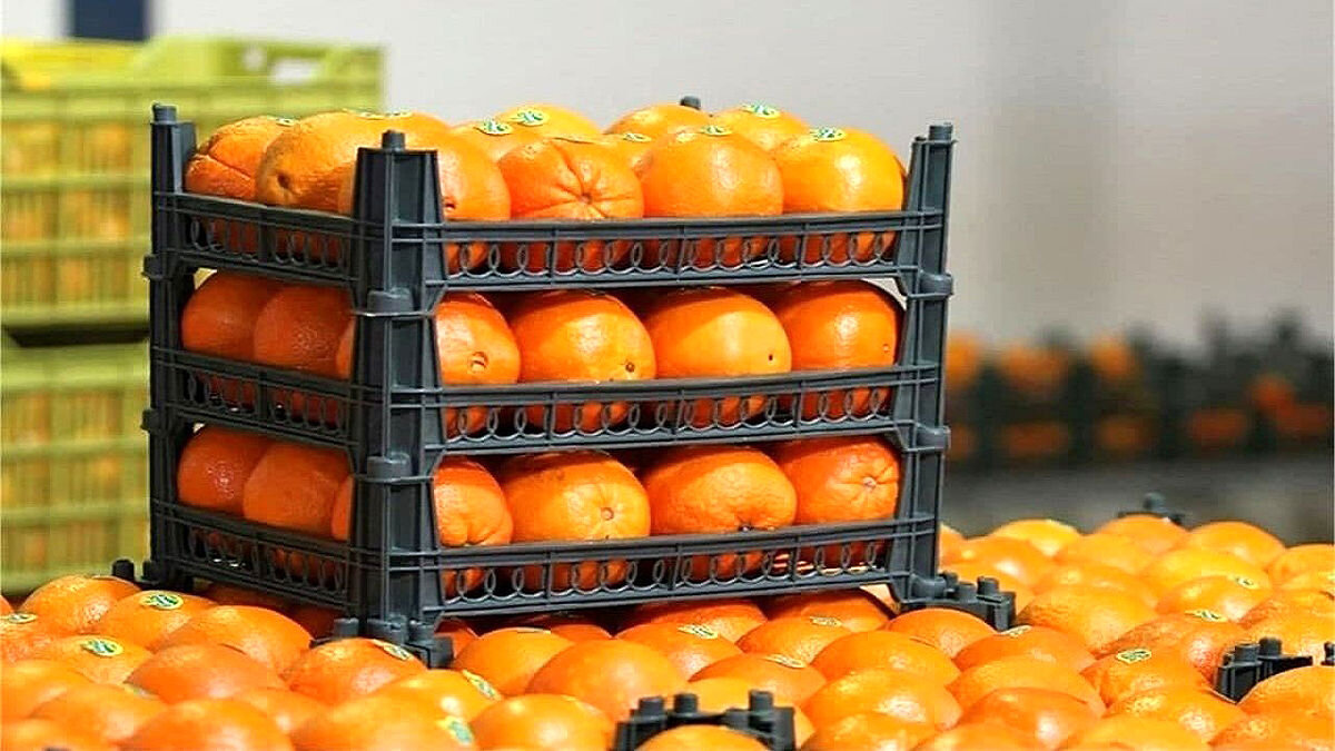توزیع سیب و پرتقال تنظیم بازار از شنبه