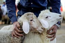 قیمت دام زنده امروز یکشنبه 12 مرداد/ گوسفند زنده در تهران و اصفهان چند؟