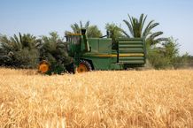 نرخ خرید تضمینی گندم؛ قیمت گندم معمولی و دوروم چقدر است؟